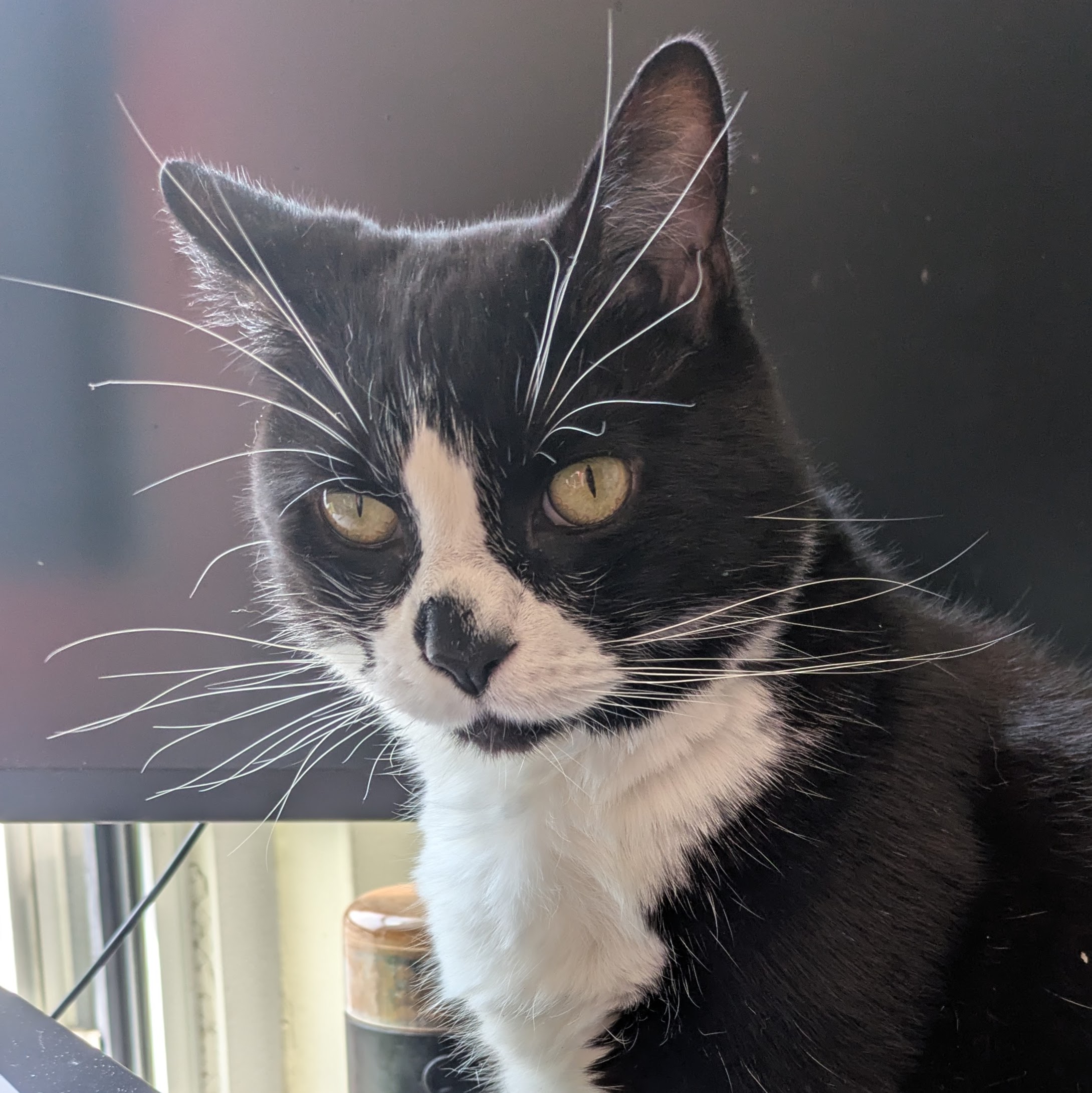 a picture of my cat domino